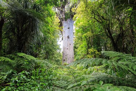 Secrets of Waipoua Forest Tour | Trailfinders