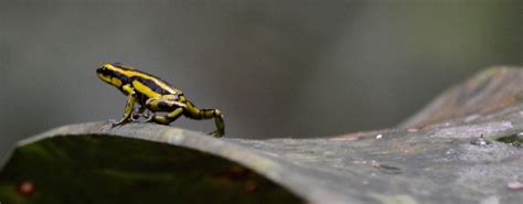 Rana Kokoi / Kokoi Frog (Dendrobates histrionicus), Chocó – Laura ...