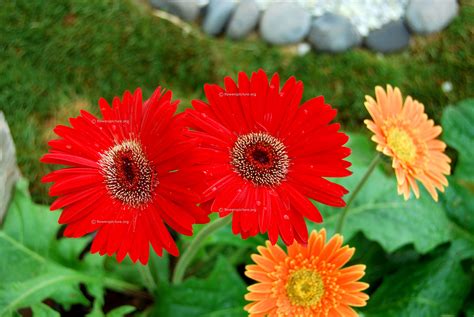 Gerbera daisy varieties