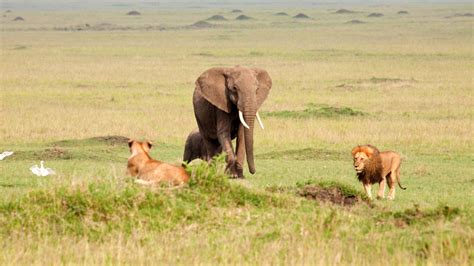 Incredible footage of elephant surviving attack by 14 lions - ABC13 Houston