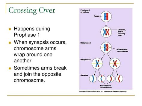 Meiosis Ch ppt download