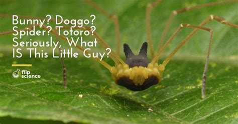 Bunny? Doggo? Spider? Totoro? Seriously, what is this little guy? - FlipScience - Top Philippine ...