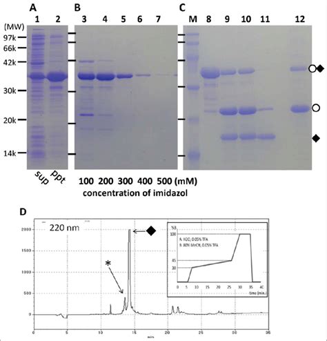 Examples from the expression-purification step of an N pro... | Download Scientific Diagram