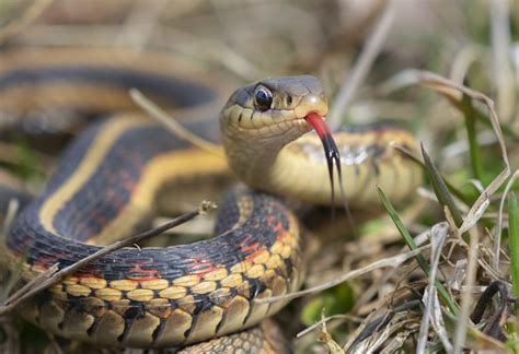 Common garter snake (Thamnophis sirtalis) with tongue out, Iowa, USA. | Environmental Pest ...