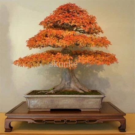 Japanese Ghost Blue Maple Bonsai Tree 20 Pcs Seeds - BuyingSeed.com ...