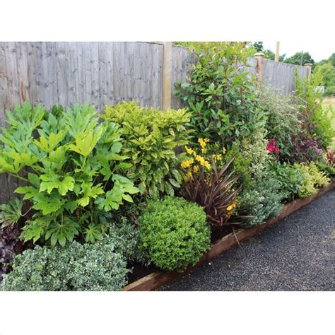 Small Evergreen Perennials Uk Garden Design Ideas Clever Low Maintenance Border Shrubs … | Low ...