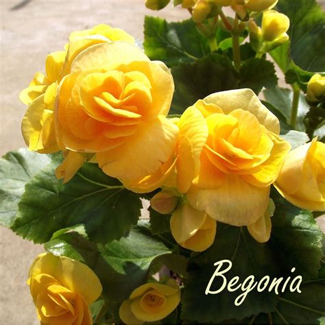 Begonia Tubers are Here - Alden Lane Nursery