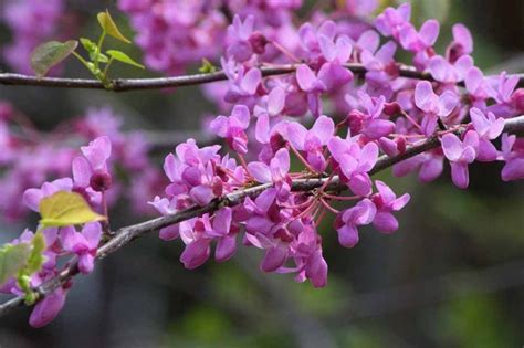 Eastern Redbud ‘Forest Pansy’ Trees Buying & Growing Guide | Trees.com