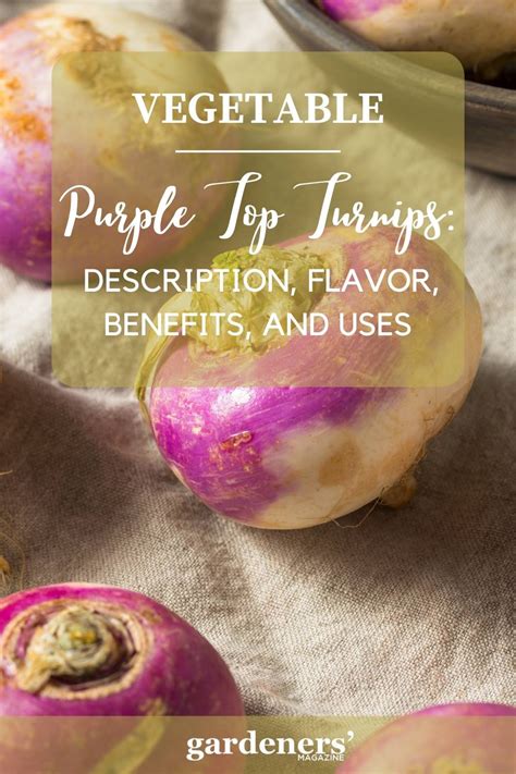 Purple Top Turnips: Description, Flavor, Benefits, And Uses - Gardeners' Magazine