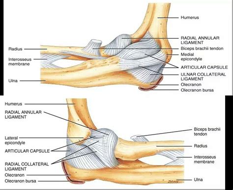 Elbow anatomy ligaments | Chiropractic study tools | Pinterest | Anatomy, Medical and Athletic ...