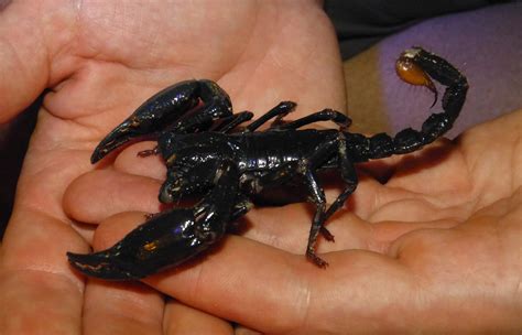 Best Pet Scorpions: Top 8 Scorpions that You Can Keep