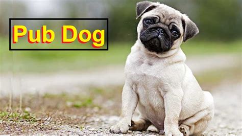 Top 10 Best Dog Breeds In The World | Pub Dog | Best Dog Breeds In The ...