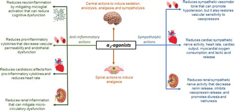 Emerging benefits and drawbacks of α2‐adrenoceptor agonists in the management of sepsis and ...