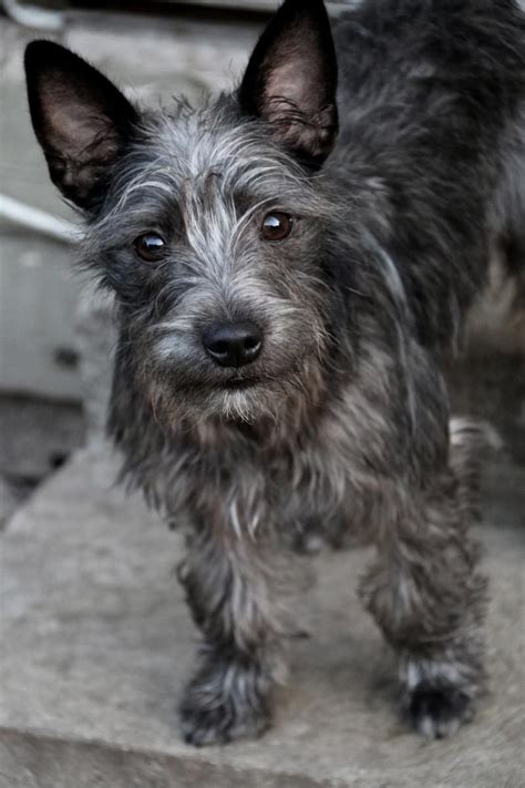 Cairn Terrier Schnauzer Mix - MXIBAR