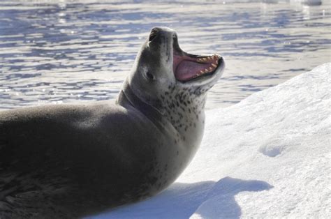 Environmental News Network - Research Team Provides Novel Baseline Data on Leopard Seals, the ...