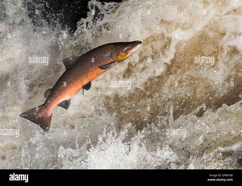 Salmon - Salmo salar Stock Photo - Alamy