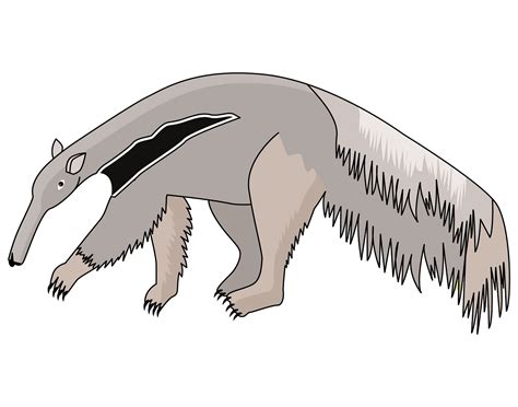 anteater clipart 20 free Cliparts | Download images on Clipground 2024