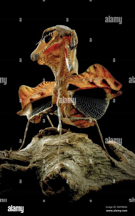 Dead leaf mantis camouflage hi-res stock photography and images - Alamy