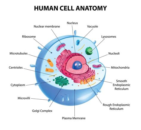 Human Cell Diagram | Human cell diagram, Animal cell anatomy, Cell diagram