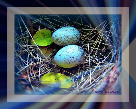 Bird In Everything: Cardinal Bird Eggs