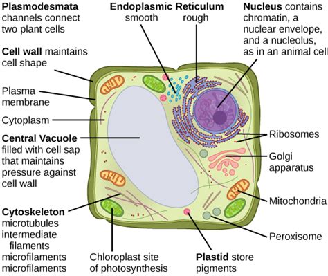 The Central Vacuole | Cell Structure