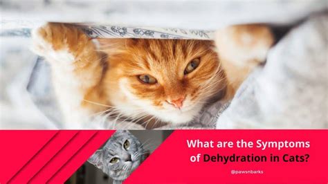 What are the Symptoms of Dehydration in Cats? (Signs and Preventions)