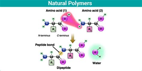 Natural Polymers | Polymers | Chemistry|Source of Polymers | Byju's