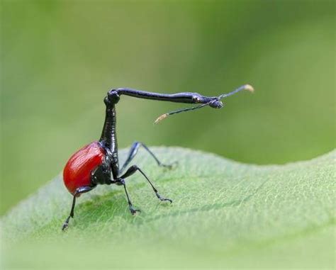 Giraffe Weevil Beetle: Identification, Life Cycle, Facts & Pictures