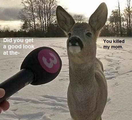 Bambi remembers. : r/memes