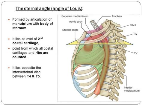 Angle of Louis