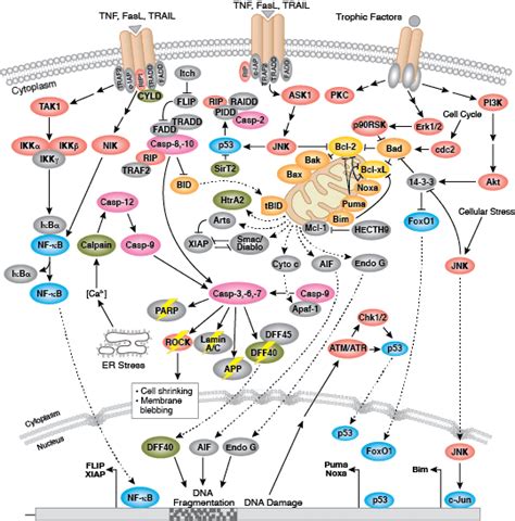 Cell Signaling Technology Pathways | CST