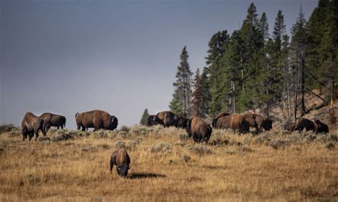 $25 Million Granted To Help With Bison Conservation - SoGoodly