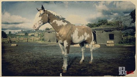 RDR2 Horses AmericanPaintHorse OveroAmericanPaintHorse | American paint ...