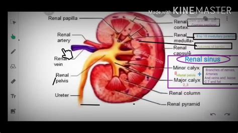 Anatomy of kidney and structure of nephron part2 - YouTube