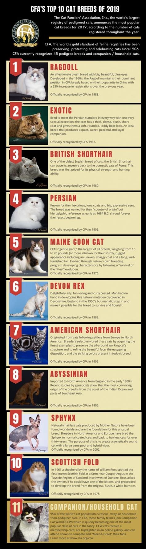 The Cat Fanciers' Association, Inc. (CFA) Announces Top 10 Most Popular ...