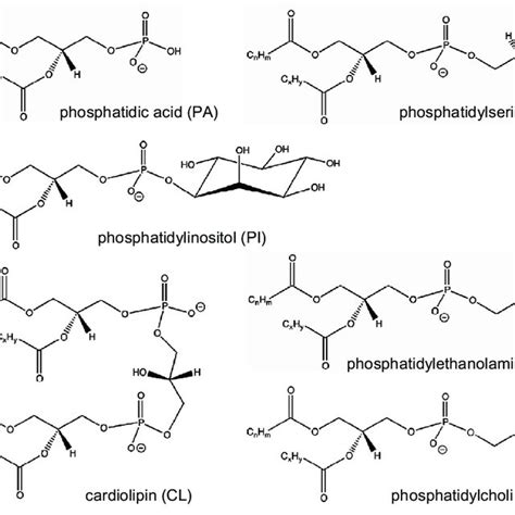 Structures of glycerophospholipids, with C x H y , C n H m , C i H j ...