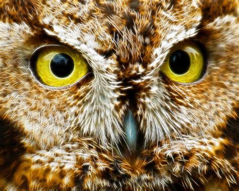 Owls Eyes Photograph by Steve McKinzie - Fine Art America