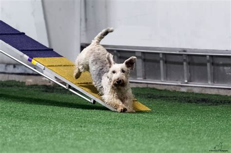 Agility Class Schedule – Bella Vista Training Center