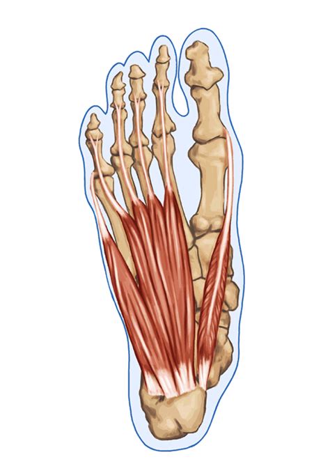 The 19 Muscles Of The Foot : Muscles that lift the Arches of the Feet / The muscles in the ...