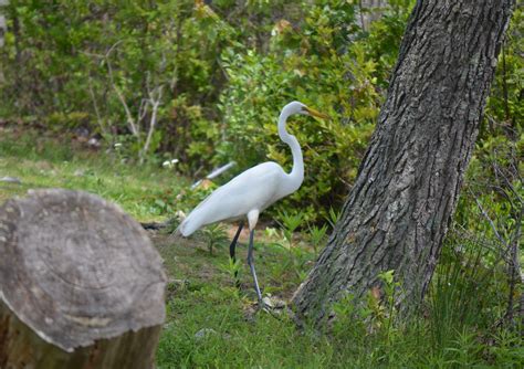 Free photo: Great White Heron - Bird, Food, Great - Free Download - Jooinn