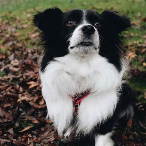 Border Collie Papillon Mix Puppies - Puppy And Pets