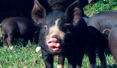 Breed Profile: The Berkshire Pig Is An Excellent Animal - Hobby Farms