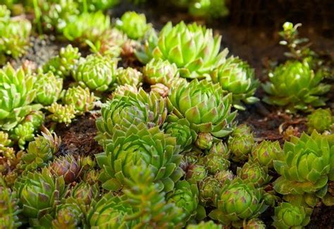 15 Great Succulent Ground Covers For Lush, Low-Water Gardens