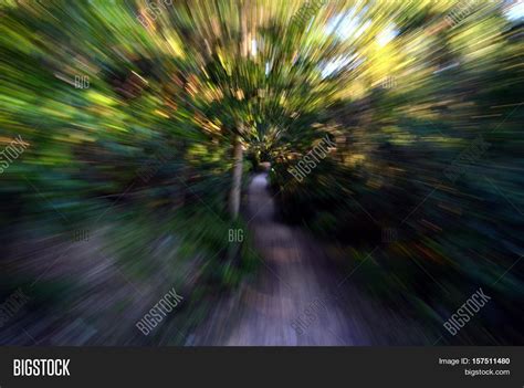 Zoom Into Forest High Image & Photo (Free Trial) | Bigstock