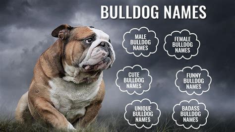 133+ Wonderful Unique Bulldog Names With Complete Meanings - Petmoo