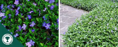 Buy Periwinkle Ground Cover | Vincas Ground Cover by Hopes Grove Nurseries