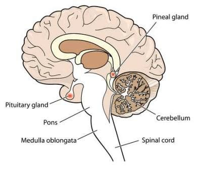 Epithalamus Memory | Anatomy, Function, Overview, Etymology