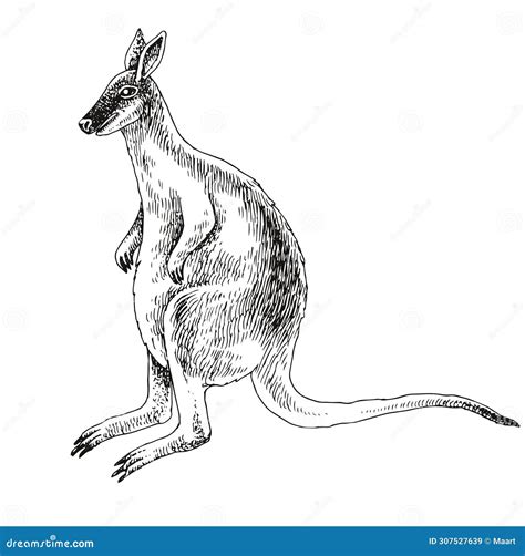 Toolache Wallaby Extinct Animal Sketch Cartoon Vector | CartoonDealer ...