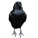 Terror bird GIFs - Obtenez le meilleur gif sur GIFER