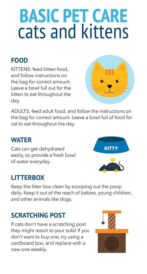 First time cat owner? Check out this guide on how to provide basic care for your new cat or ...